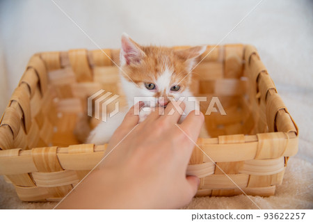 一隻小貓 一隻小貓 93622257
