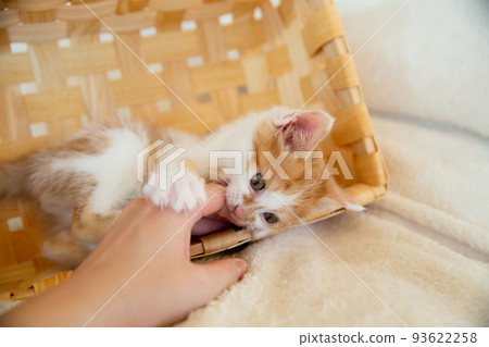 一隻小貓 一隻小貓 93622258