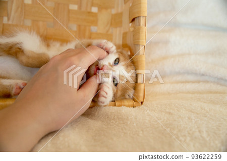 一隻小貓 93622259