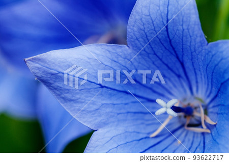Macro of Bellflower 93622717