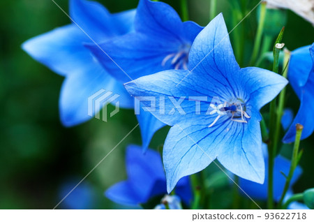 up the bellflower 93622718