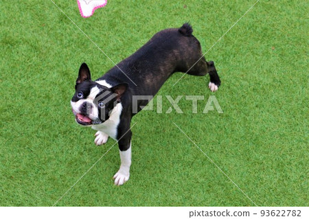 Mighty, a Boston terrier, looks up cutely while playing with a ribbon hanging from a string at a dock run in Yuzu no Sato Moroyama Town. 93622782