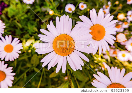 beautiful white daisies on a sunny day against a background of green grass 93623599