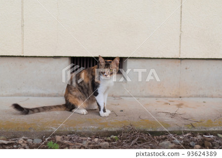 一隻黑色和棕色的貓坐著看著相機 93624389