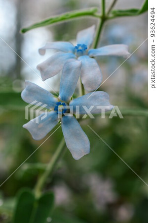 blue star (oxypetalum) 93624494