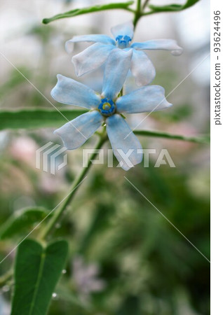 blue star (oxypetalum) blue star (oxypetalum) 93624496