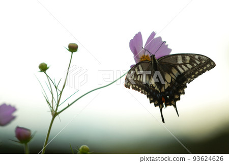 Autumn cosmos and swallowtail butterflies spreading their wings 93624626
