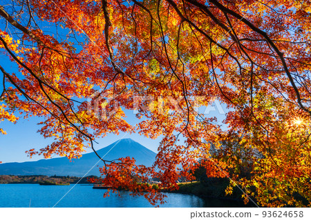 晨光中的秋葉和富士山從狸貓湖 93624658