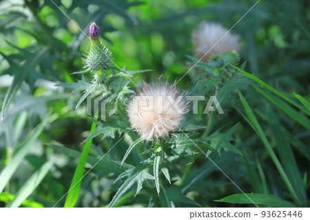 purple thistle flower and fluff purple thistle flower and fluff 93625446