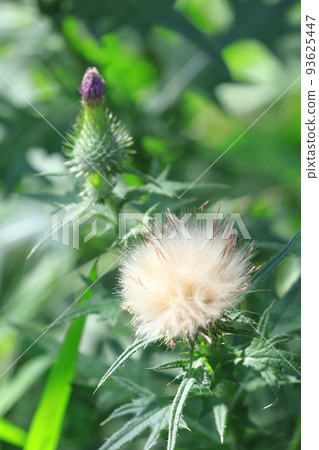 purple thistle flower and fluff purple thistle flower and fluff 93625447