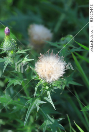 purple thistle flower and fluff purple thistle flower and fluff 93625448