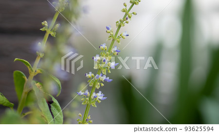 花園裡盛開的一朵小唇形花 93625594