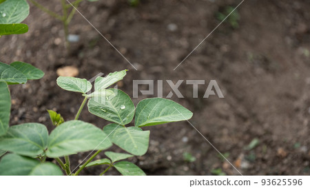 Water droplets on green soybean leaves in the field 93625596