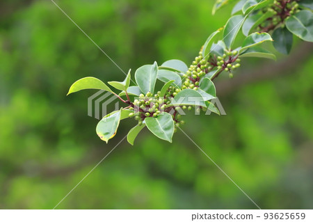 Kuroganemochi tree with many fruits 93625659