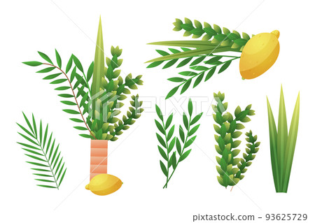 Sukkot religious holiday. Lula and Etrog. Four Sukot species. Myrtle or tabernacles. Arava feast. Happy lemon leaf. Plant branches. Jewish traditional festive symbols. Vector isolated sukkah icons set Sukkot religious holiday. Lula and Etrog. Four Sukot species. Myrtle or tabernacles. Arava feast. Happy lemon leaf. Plant branches. Jewish traditional festive symbols. Vector isolated sukkah icons set 93625729