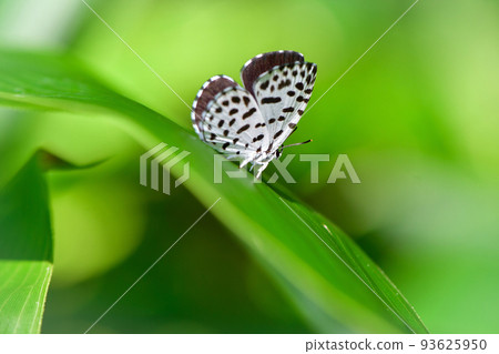 夏末高原上看到的一隻可愛的小蝴蝶 93625950