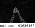couple giraffe 93626467