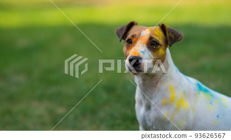 Portrait of dog jack russell terrier stained in holi paints outdoors. 93626567