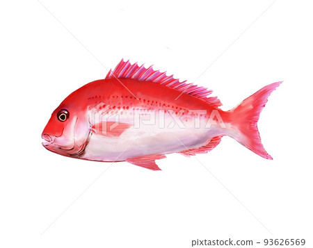 Red snapper Red snapper 93626569