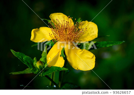Tomoesou, a beautiful yellow flower that can be seen on the highlands in autumn Tomoesou, a beautiful yellow flower that can be seen on the highlands in autumn 93626657