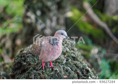 珠頸斑鳩 珠頸斑鳩 93627284