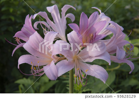 Pink licorice flower [Squamigera]/ Amaryllidaceae 93628129