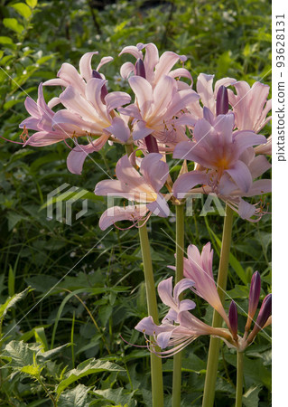Pink licorice flower [Squamigera]/ Amaryllidaceae 93628131