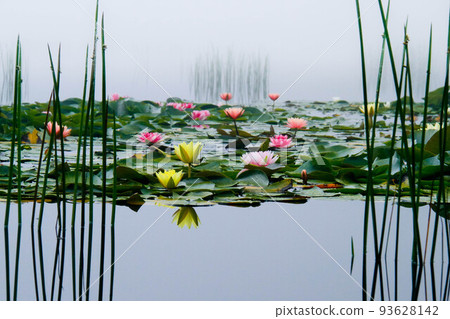misty water lily pond 93628142