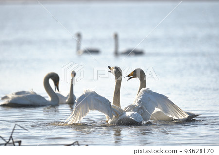 A whooper swan flaps its wings while singing on the surface of a lake (Hokkaido) 93628170