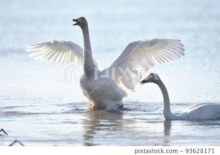 A whooper swan flaps its wings while singing on the surface of a lake (Hokkaido) 93628171