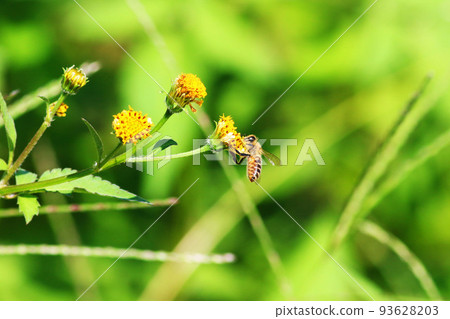 蜜蜂集合 93628203