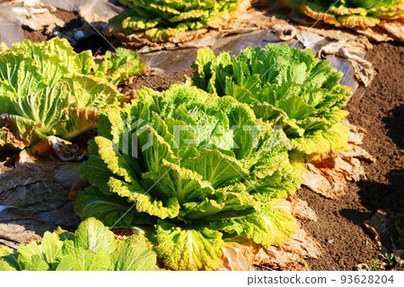 Chinese cabbage fields Chinese cabbage fields 93628204