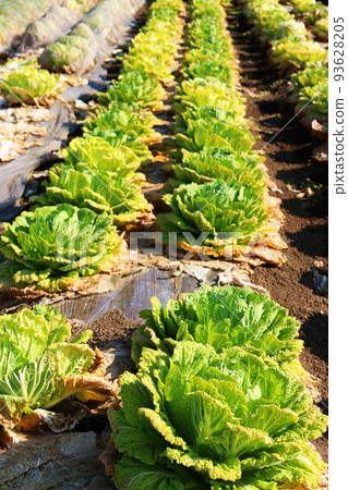 Chinese cabbage fields 93628205