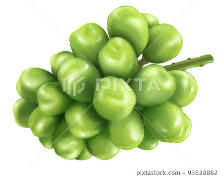 Illustration of large Shine Muscat Illustration of large Shine Muscat 93628862