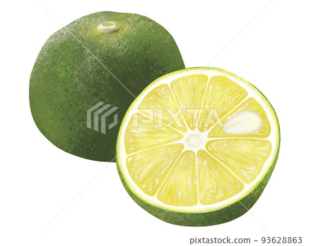 Hand-drawn illustration of sudachi fruit and its cut cross section Hand-drawn illustration of sudachi fruit and its cut cross section 93628863