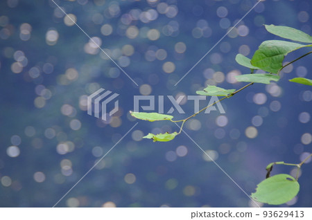 青池背樹葉 93629413