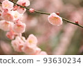 Pink plum blossoms 93630234