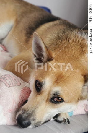 Upper looking dog 93630306