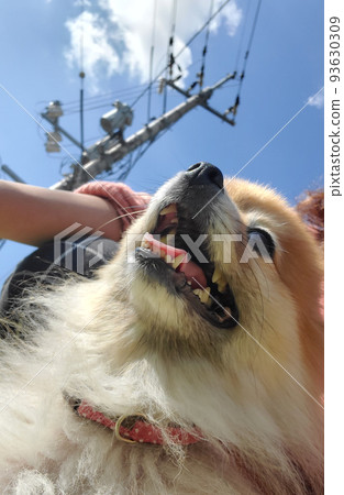 陽光和博美犬 93630309