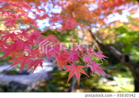 京都寶物箱秋葉 93630342