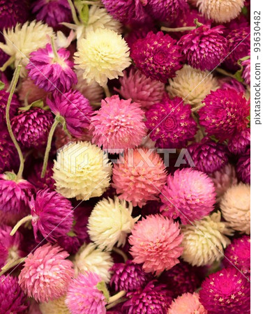 Petals of dried red crape flower, head of Sennichikou 93630482