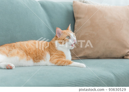 在家沙發上放鬆的雜種貓(梳理/梳理) 在家沙發上放鬆的雜種貓(梳理/梳理) 93630529