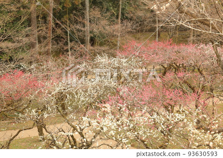 北野天滿宮梅林 北野天滿宮梅林 93630593