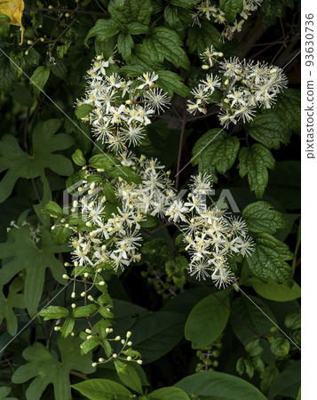 White flower of Clematis apii 93630736