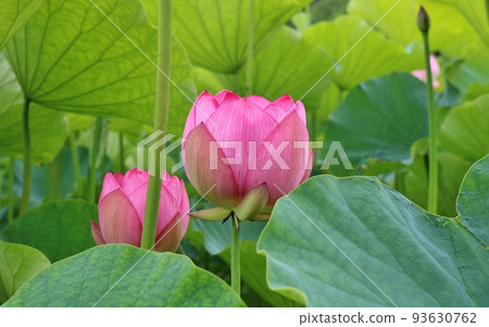 Take a stroll through the refreshing lotus pond in early summer Ancient lotus flowers blooming gently Koga Take a stroll through the refreshing lotus pond in early summer Ancient lotus flowers blooming gently Koga 93630762