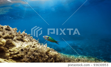 Little parrotfish green swimming underwater in the ocean Little parrotfish green swimming underwater in the ocean 93630953