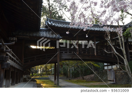 京都向神社櫻花在黃昏 93631009