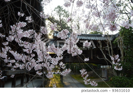 京都向神社櫻花在黃昏 93631010