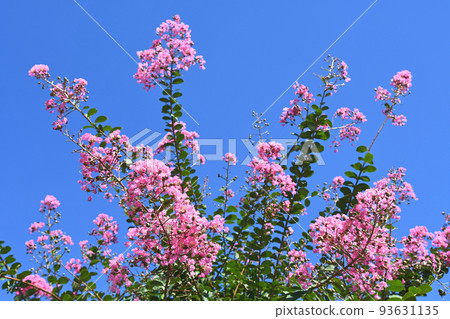 Flower of crape mybs 93631135