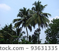 Two palm trees in India against the blue sky 93631335